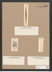 Pleurosigma longinimum Cleve (de-Toni-Nr.: Genus 13, Species 1086) Zeichnungen Sammlung Grunow Nr. 2111 (NHMW-BOT-W0369139)